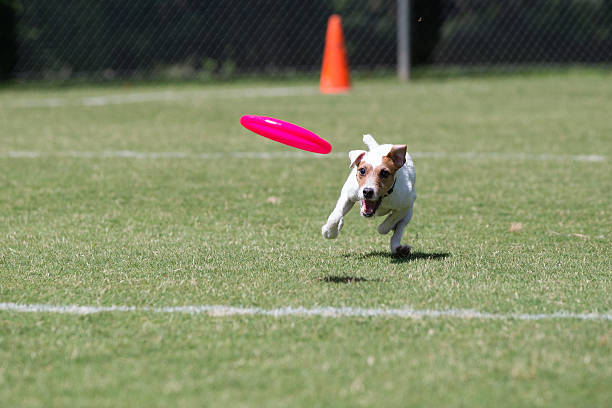 istock Jack Russell Terrier playing frisbee 170549134
