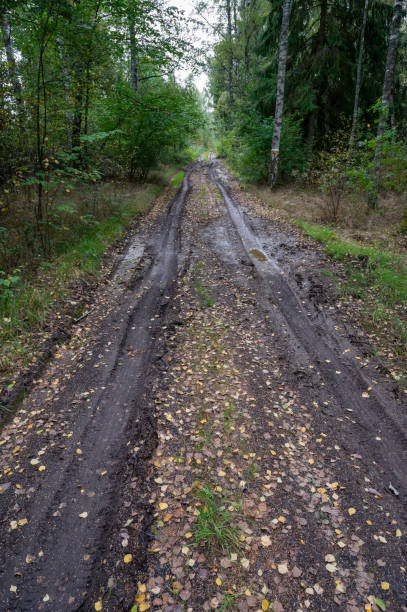 istock Puddles of water on muddy road through forest 1705491817