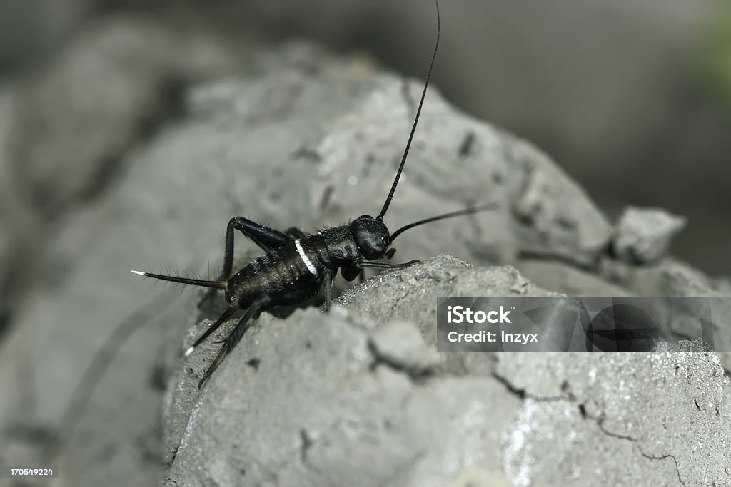 cricket nymphs closeup of cricket nymphs on the ground Black Color Stock Photo