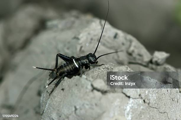 Cricket Nymphs Stock Photo - Download Image Now - Black Color, Cricket - Insect, Larva