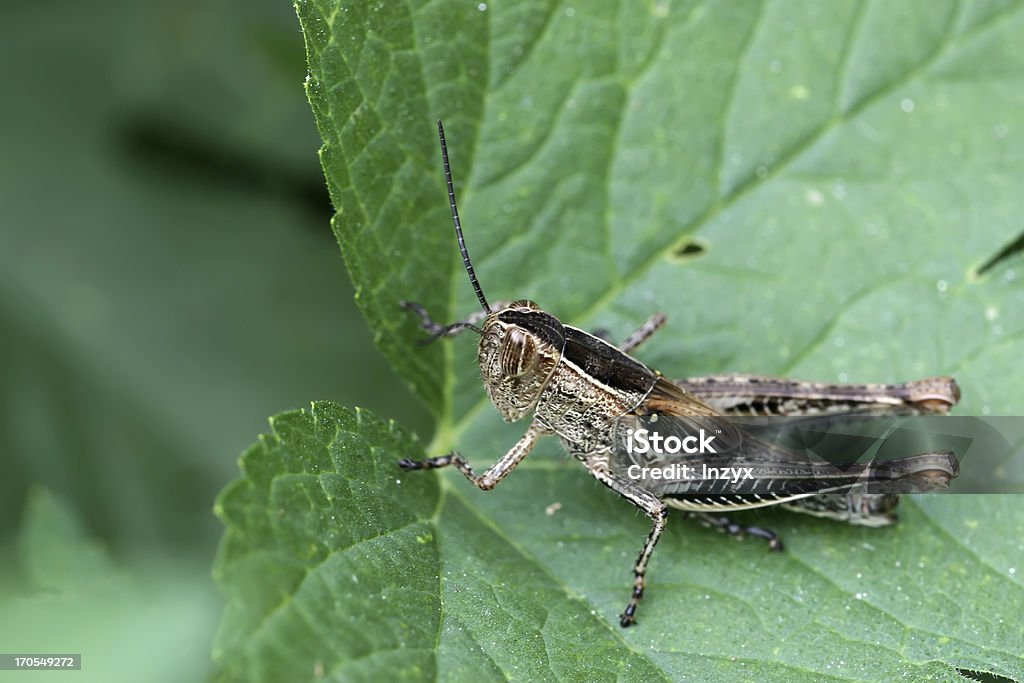 locust on green leaf - Foto de stock de Aire libre libre de derechos