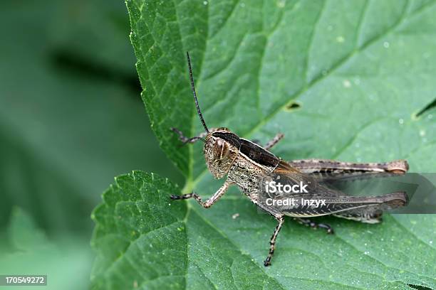Locust On Green Leaf Foto de stock y más banco de imágenes de Aire libre - Aire libre, Animal, Animales salvajes