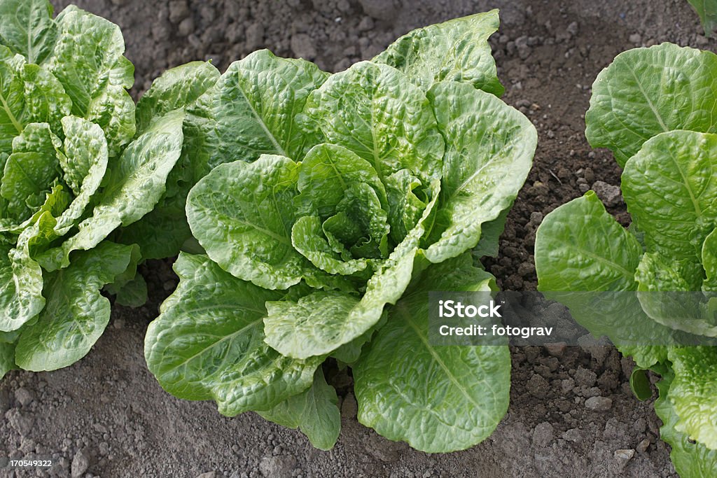 Fresh lettuce Fresh lettuce in the field Agriculture Stock Photo