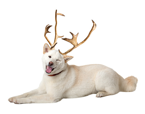 A winking white Shiba Inu dog with deer horns isolated on a white background. Space for copy.