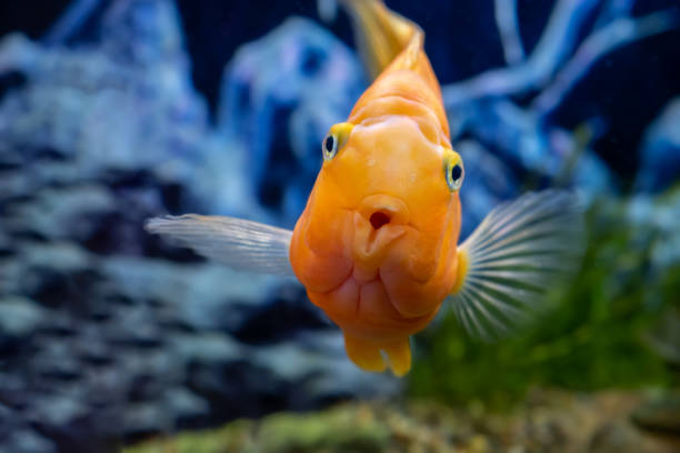 Orange parrot fish in the aquarium. Red Parrot Cichlid. Aquarium fish. Orange parrot fish in the aquarium. Red Parrot Cichlid. Aquarium fish cichlid stock pictures, royalty-free photos & images