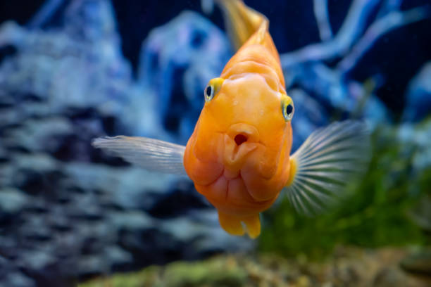Orange parrot fish in the aquarium. Red Parrot Cichlid. Aquarium fish. Orange parrot fish in the aquarium. Red Parrot Cichlid. Aquarium fish gold fish tank stock pictures, royalty-free photos & images