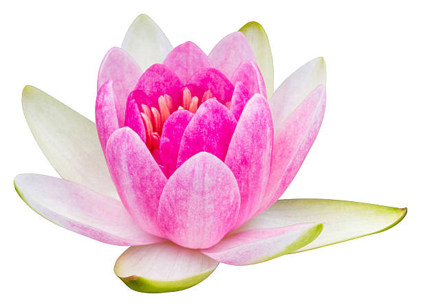 istock Water lily or lotus flower 170550701