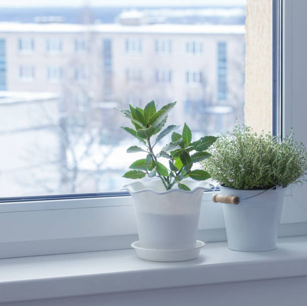 istock green plants on the windowsill in winter 1705514346