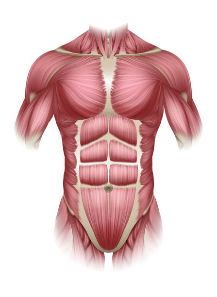 ilustraciones, imágenes clip art, dibujos animados e iconos de stock de músculos del tronco del torso diagrama de anatomía médica humana - muscular build human muscle men anatomy