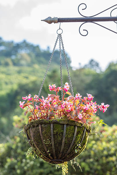 istock Hanging basket of beautiful flowers 170551990