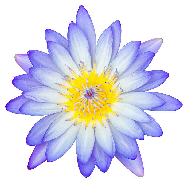 istock Water lily or lotus flower 170552085