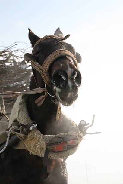 istock Cold weather and horse-drawn carriage 170554037
