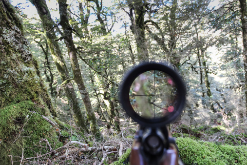First person view down a rifle scope in a forest, focus on the crosshairs.