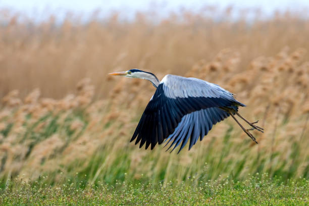istock Grey Heron flying over marshy grassland 1705545063