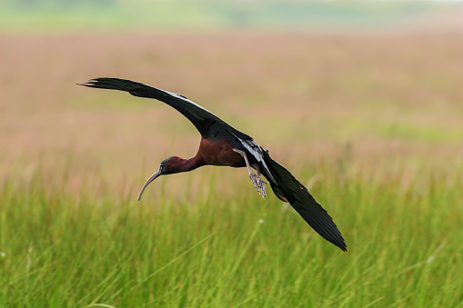 Glossy ibis flying over marshy grassland (Plegadis falcinellus)