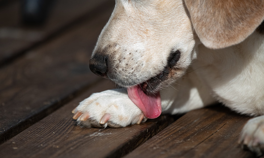 Close-up of a Beagle licking its paw, focusing on the mouth and tongue.