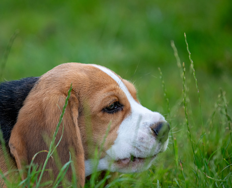 This photograph captures the serene profile of a Beagle puppy, peacefully resting in the lush green grass. The young canine's features are highlighted, displaying its distinctive breed characteristics, while its tranquil demeanor reflects a sense of contentment and ease. The surrounding grass provides a natural and refreshing backdrop, emphasizing the puppy's connection with the outdoors and its enjoyment of a gentle, quiet moment in nature.