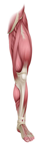 ilustraciones, imágenes clip art, dibujos animados e iconos de stock de músculos de las piernas diagrama de anatomía médica del músculo humano - muscular build human muscle men anatomy