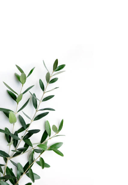 istock Fresh olive branch with leaves isolated on white background. 1705554914