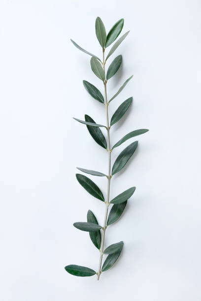 istock Fresh olive branch with leaves isolated on white background. 1705554933
