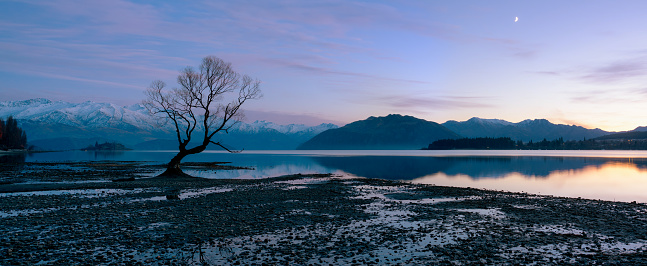 Pre-dawn at the tree at Lake Wanaka, on New Zealand's South Island. Clouds drift across the heavens whilst stars and the moon twinkle in the lightening sky.