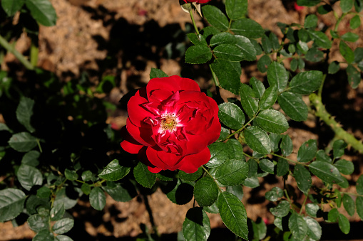 Very unique, beautiful rose bush 'New Imagine' with large perfumed blooms of two-tone burgundy-violet, broadly streaked with cream and white