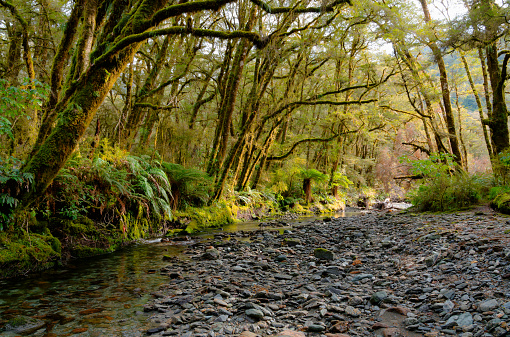 A stream runs through a forest in the Haast Pass, on New Zealand's South Island.