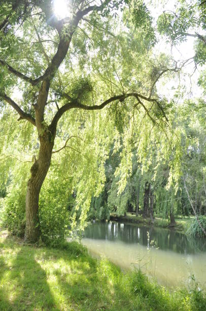 istock Willow on the edge of the Seugne in Jonzac 1705561832
