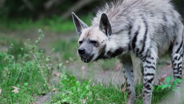 Wild Striped Hyena Walks Down the Riverbank, Picks Up Food in Swamp Water and Eats