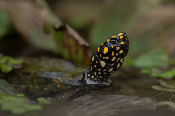 istock Close-up side profile of a spotted pond turtle in water 1705579434