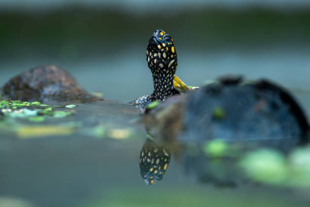 Spotted pond turtle portrait