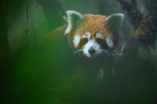 Creative portrait of red panda peering through vegetation on top of an oaknut tree at Singalila National Park, West Bengal, India
