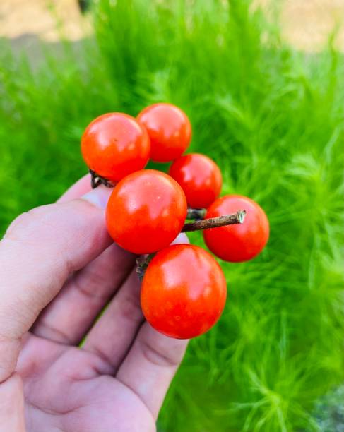 istock Ripe forest tomatoes are in hand, forest tomatoes 1705583593