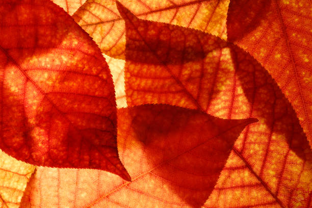 Bright background autumn season leaves close-up with backlight as a background, template or web banner for the design of the autumn theme