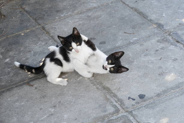 istock Two black and white kittens play on the pavement and looking to camera. 1705589148