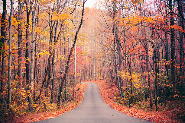 осенний сельская дорога в лесу - gatlinburg road winding road tennessee стоковые фото и изображения