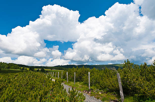 National Park Pine Tree Reafforestation in Alto Adige