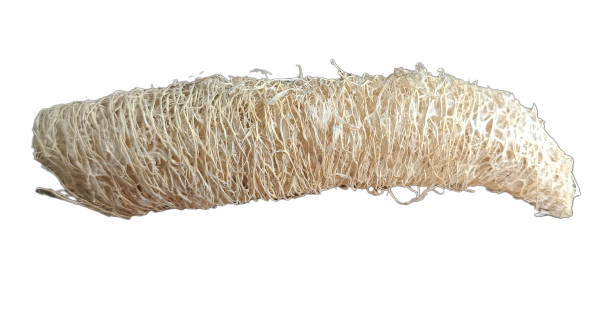 istock Luffa isolated on white background. Clipping path included. 1705596254