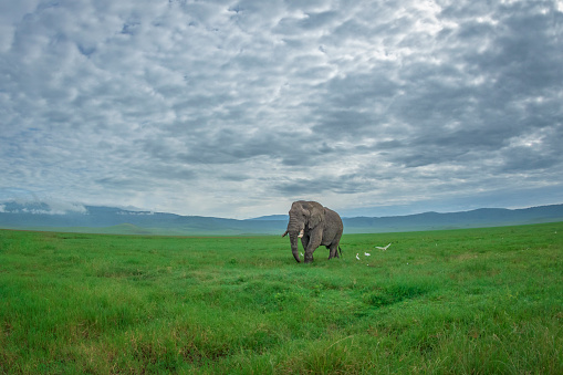 An African savanna elephant bull walks through short green grass of Ngorongoro crater in Tanzania