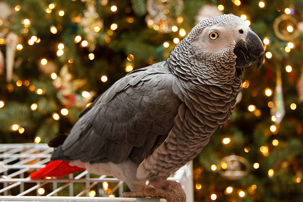 istock African Grey at Christmastime 170559788