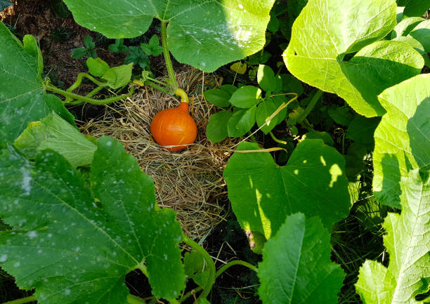 dynia - pumpkin soup soup cup pumpkin zdjęcia i obrazy z banku zdjęć