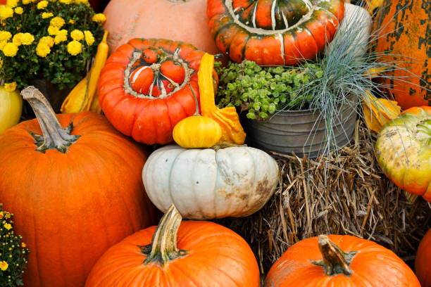 calabaza - pumpkin soup soup cup pumpkin fotografías e imágenes de stock