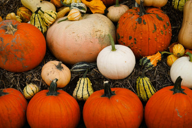 calabaza - pumpkin soup soup cup pumpkin fotografías e imágenes de stock