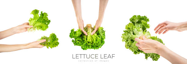 Lettuce leaf isolated on white background.