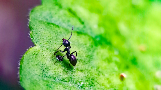 An ant walking on a green leaf