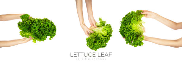 Lettuce leaf isolated on white background.
