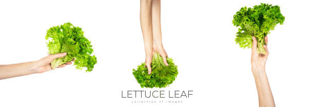Lettuce leaf isolated on white background.