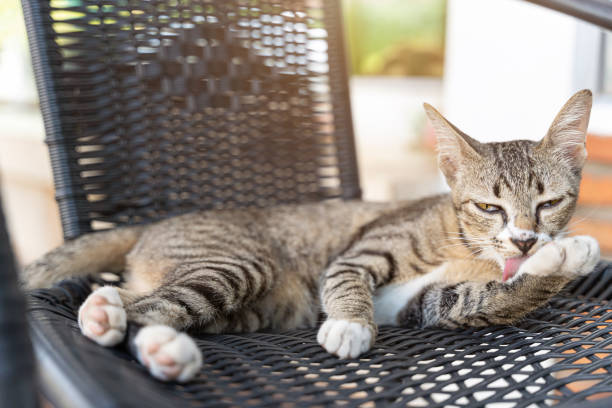 gatinho gato marrom deitado em uma cadeira no jardim ou fora de casa. - cute animal asia brown - fotografias e filmes do acervo
