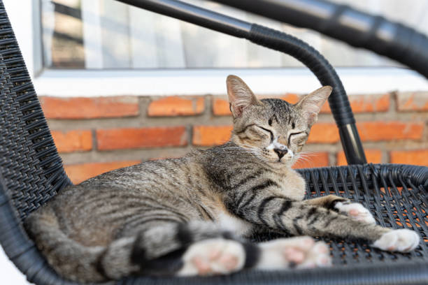 kitten brown cat lying on a chair in the garden or outside house. - animal black brown canine imagens e fotografias de stock