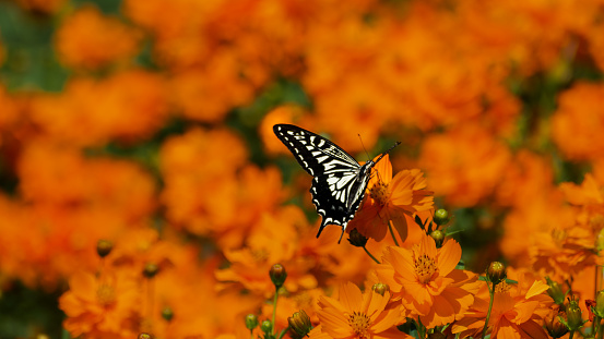 Butterfly (Asian swallowtail) posing on orange flowers during a sunny day in a flower field in the countryside in Japan.